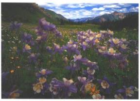 Colorado Wildflowers