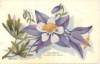 1503 - Columbine, Colorado State Flower, copyright 1907, by H. H. Tammon